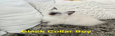 Ragdoll 1