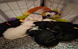 Mixed Breed dogs for sale: Gorgeous pup's for sale - Advert 8