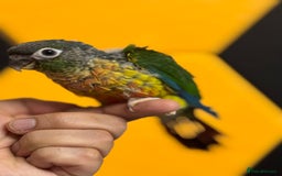 Conures birds for sale: Hand Reared Tame baby conures  - Image 20