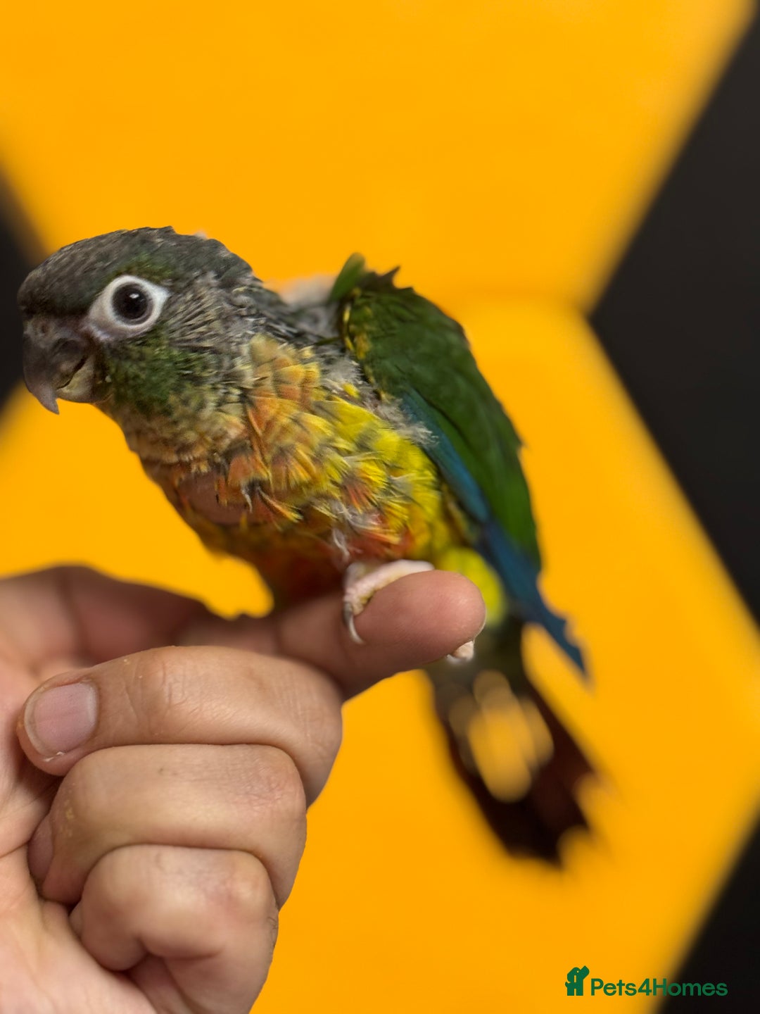 Conures birds for sale: Hand Reared Tame baby conures  - Image 20