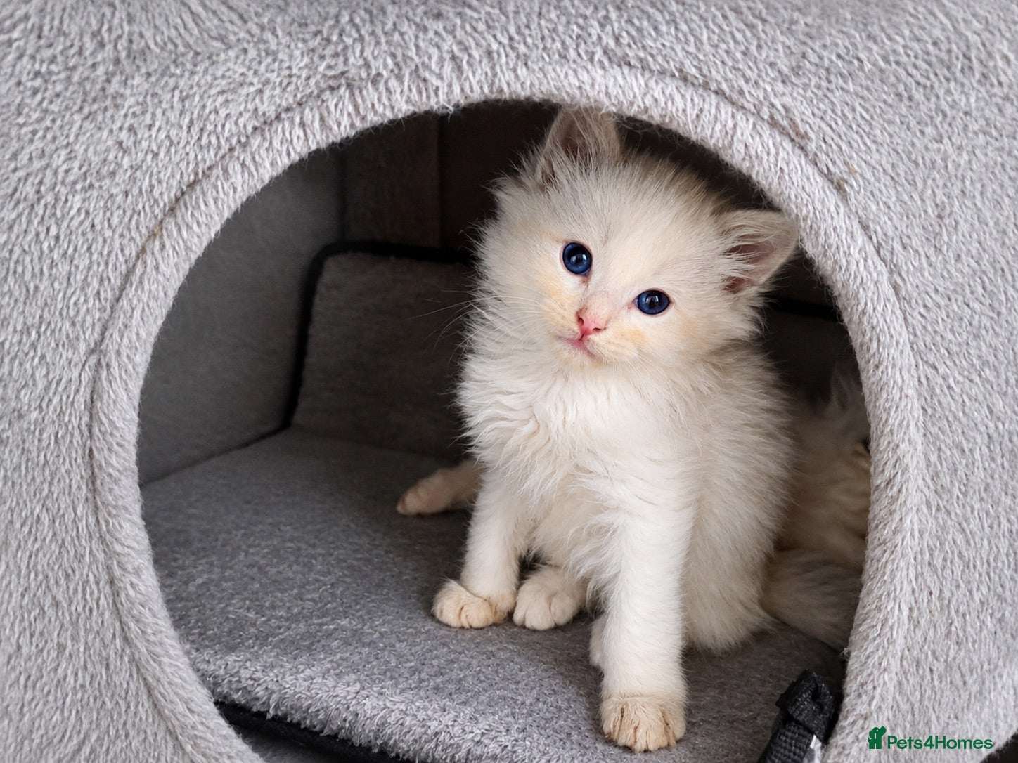 Ragdoll cats Pedigree Ragdoll babies  - Advert 1
