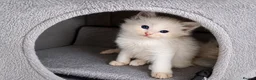 Ragdoll cats for sale: Pedigree Ragdoll babies  - Advert 1