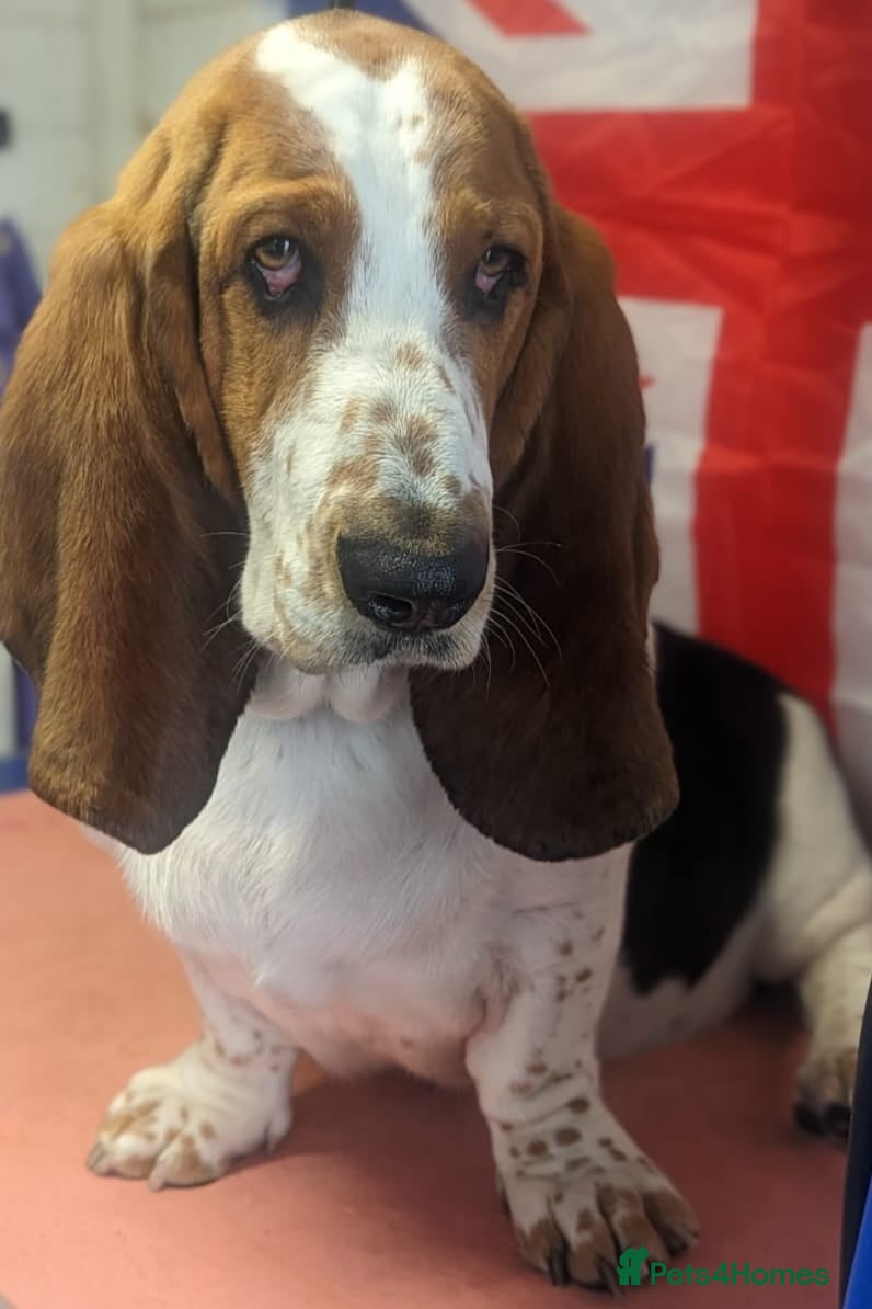 Basset Hound dogs Basset Hound Stud - Advert 2