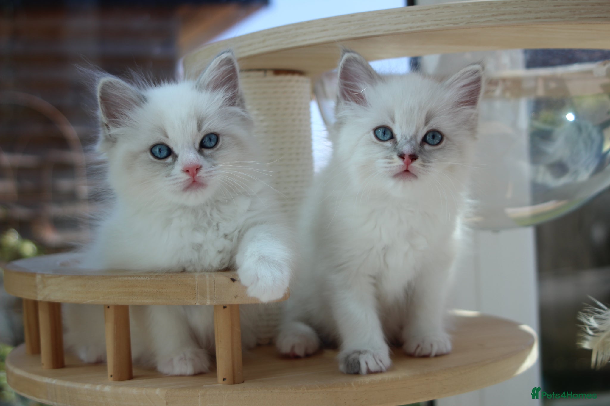 Ragdoll cats Adorable TICA Ragdoll/Cherubim Kittens  - Advert 15