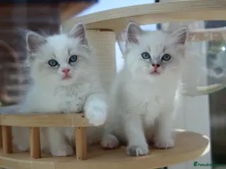 Ragdoll cats Adorable TICA Ragdoll/Cherubim Kittens - Advert 15