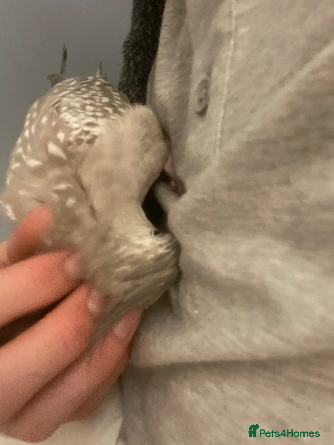 Cockatiels birds for sale: Female cockatiel called shadow  - Advert 2
