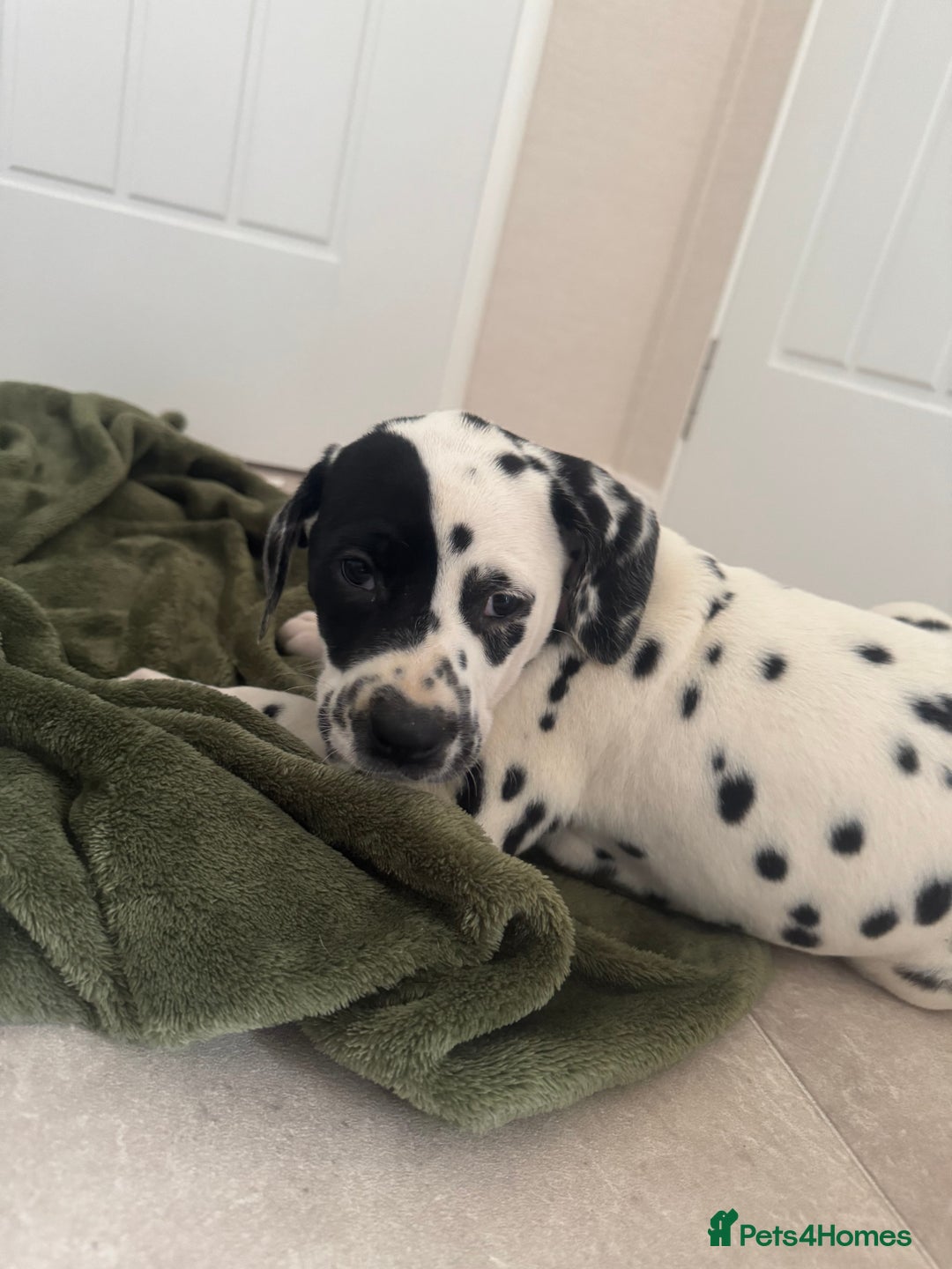 Dalmatian dogs for sale: Dalmatian puppys - Advert 7