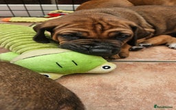Rhodesian Ridgeback dogs for sale: Rhodesian ridgeback puppies - Image 10