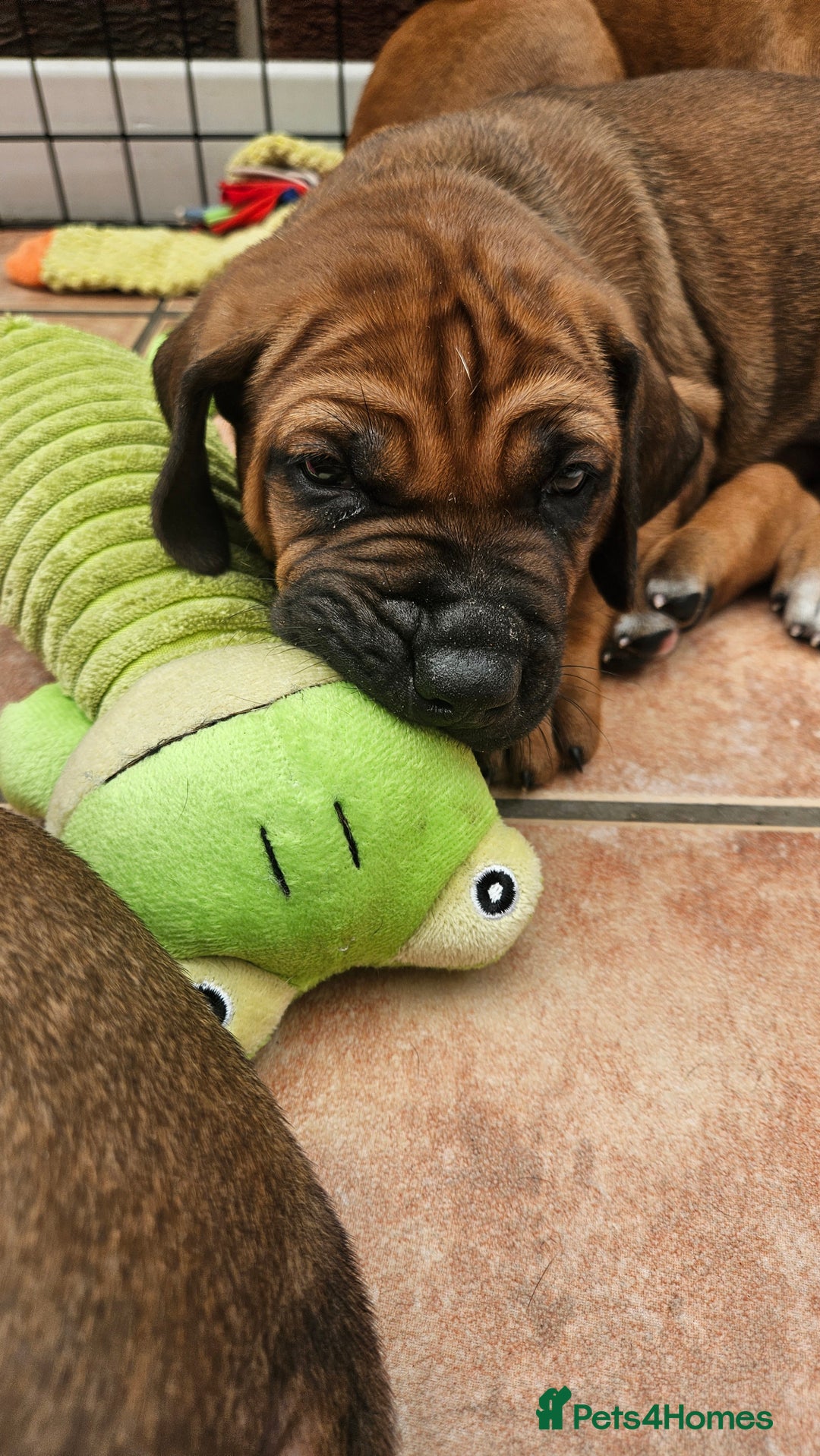 Rhodesian Ridgeback dogs for sale: Rhodesian ridgeback puppies - Image 10