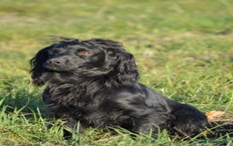 Cocker Spaniel dogs for stud: Fully Health Tested Black Cocker spaniel stud dog in Alton - Image 1