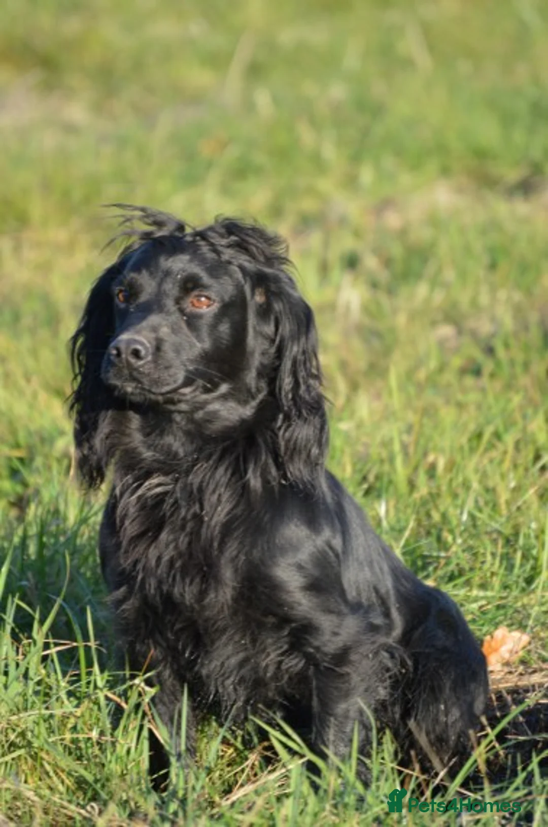 Cocker Spaniel dogs for stud: Fully Health Tested Black Cocker spaniel stud dog in Alton - Advert 1