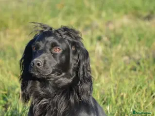Cocker Spaniel dogs Fully Health Tested Black Cocker spaniel stud dog in Alton - Advert 16