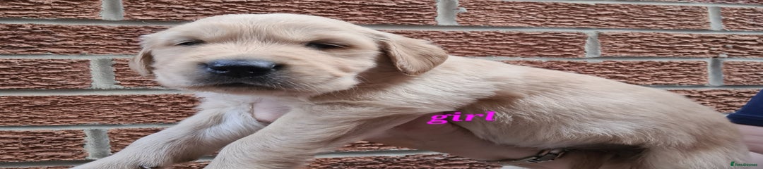 Golden Retriever Puppy 3