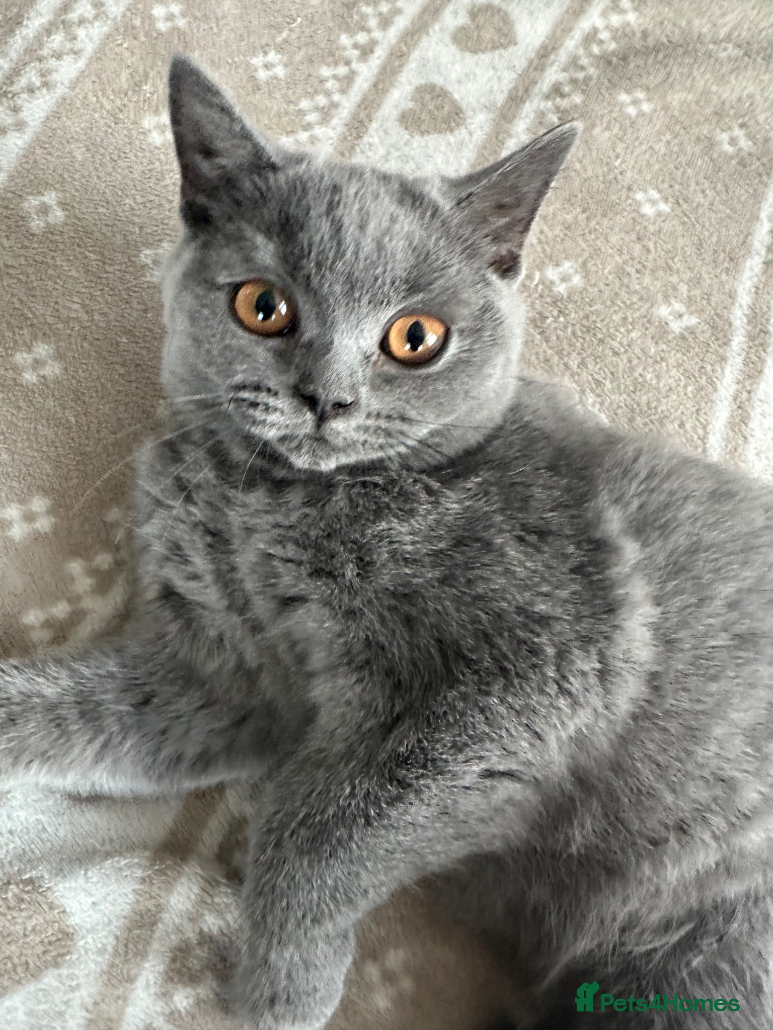 British Shorthair cats British Shorthair GCCF-registered Kittens  - Advert 2