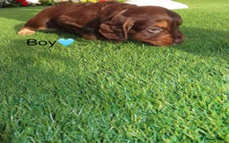 Cockapoo dogs for sale: Beautiful cockerpoo puppies  - Image 30