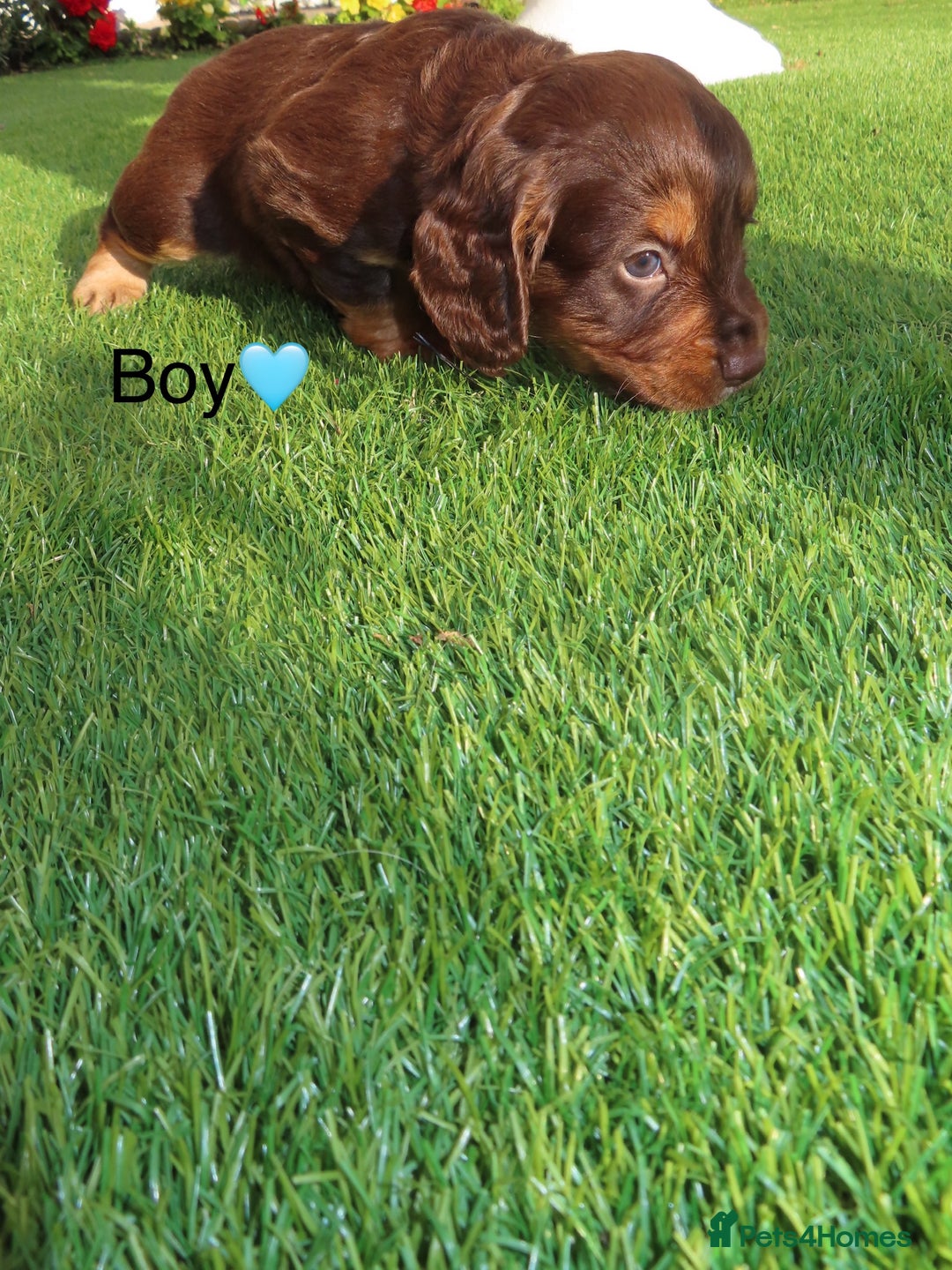 Cockapoo dogs for sale: Beautiful cockerpoo puppies  - Image 30