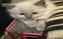 Ragdoll cats for sale: ADORABLE RAGDOLL KITTENS - READY NOW - Image 2