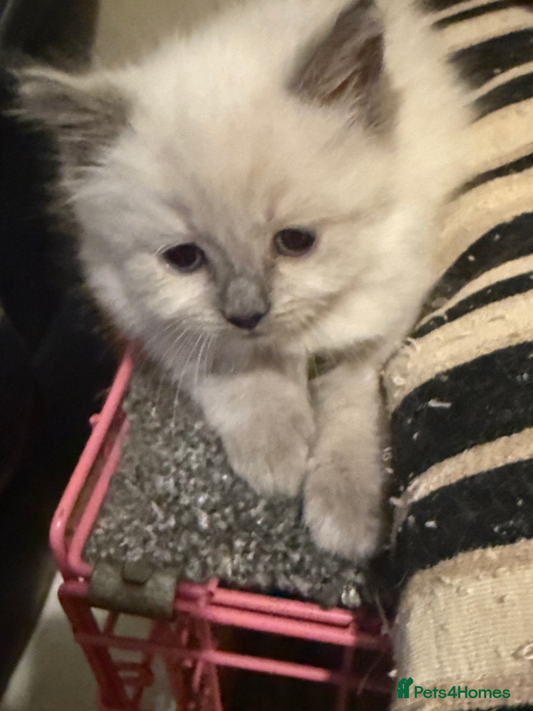 Ragdoll cats for sale: ADORABLE RAGDOLL KITTENS - READY NOW - Image 2