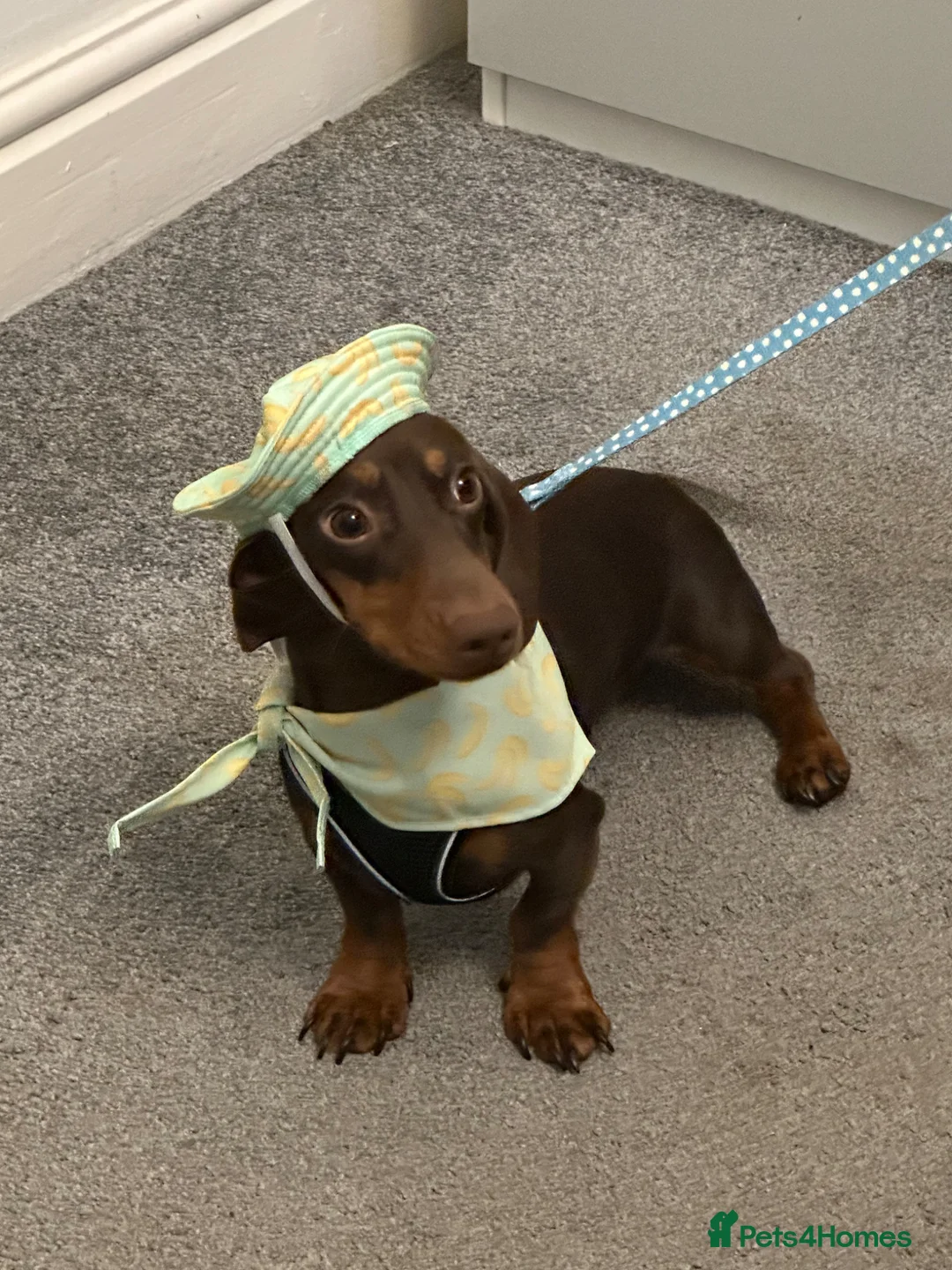 Miniature Dachshund dogs for sale: Chip  in Bolton - Advert 16