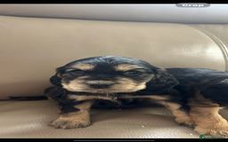 Cocker Spaniel dogs for sale: Kc reg show type cocker spaniels  - Image 17