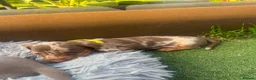Dachshund dogs for sale: ❤️ Miniature Dachshund Puppies for Sale 🐾 - Advert 4