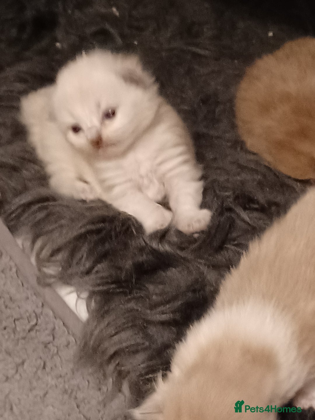 Ragdoll cats for sale: Mink ragdoll kittens - Image 18