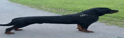 Rottweiler dogs for sale: Show Quality RKC Rottweiler Puppies in Manchester - Advert 9