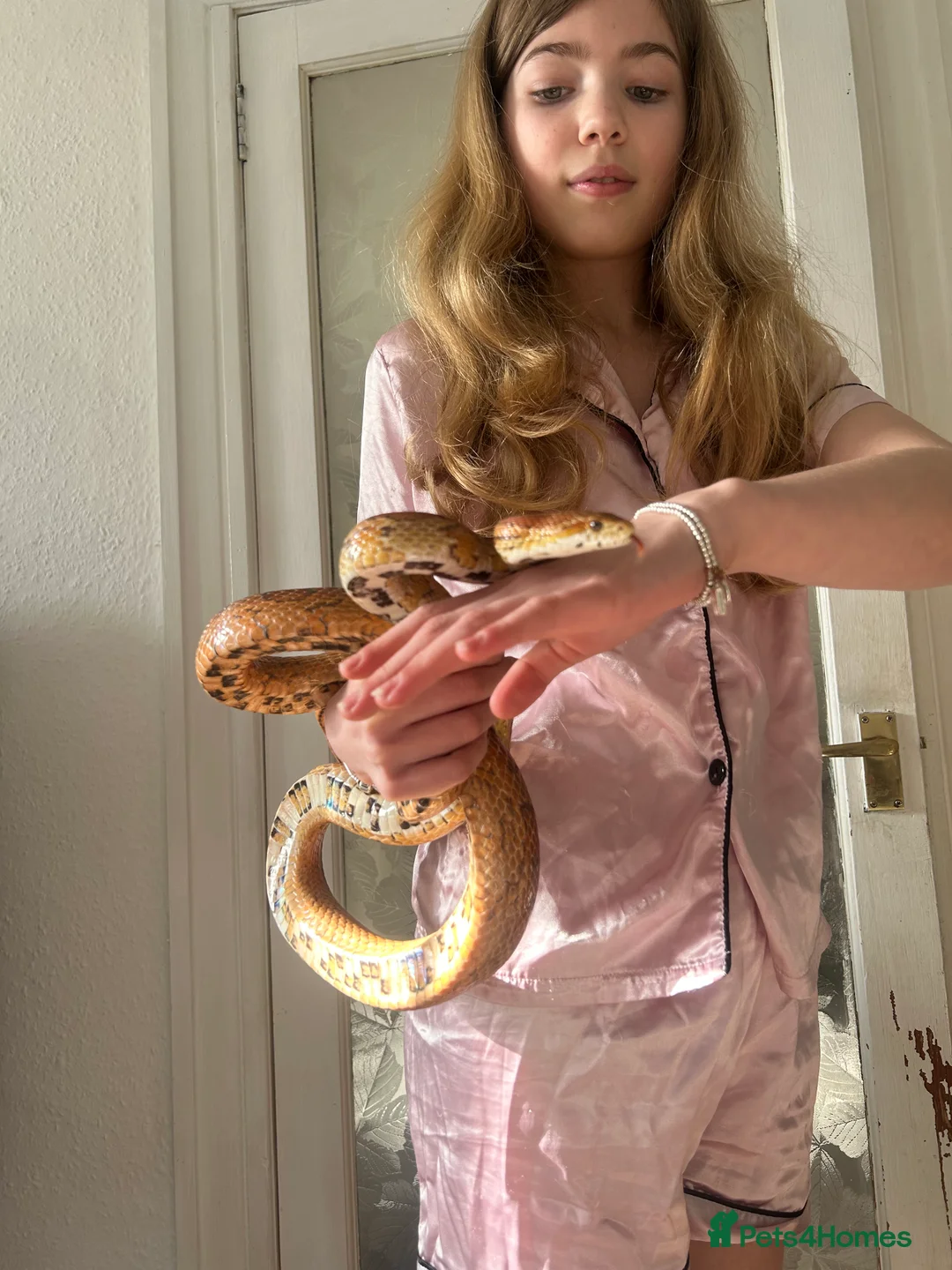 Corn Snake reptiles for sale: Beautiful corn snake and full set up  - Advert 3