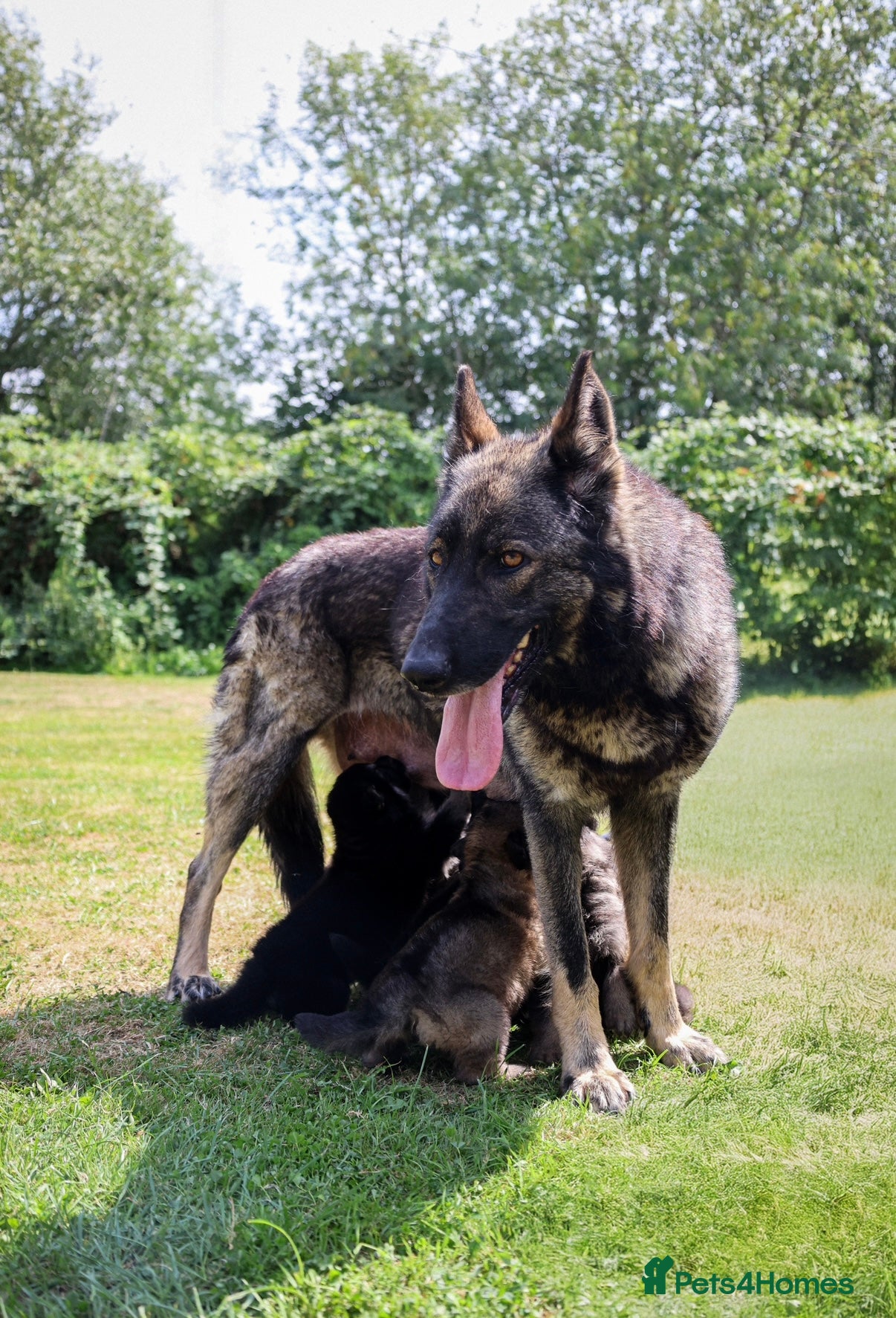 German Shepherd dogs KC health tested parents 💙 - Advert 1