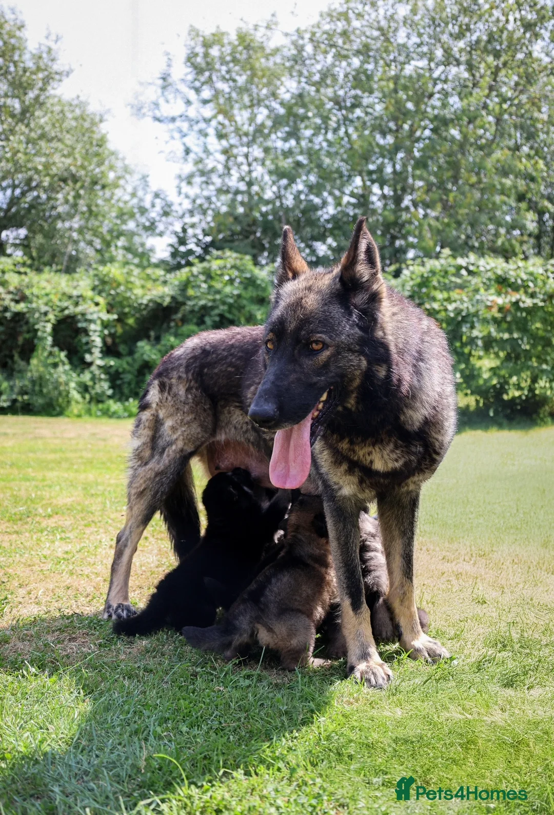 German Shepherd dogs for sale: KC health tested parents 💙 - Advert 2