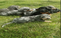 Miniature Dachshund dogs for sale: Miniature Dachshund Puppies  - Image 3