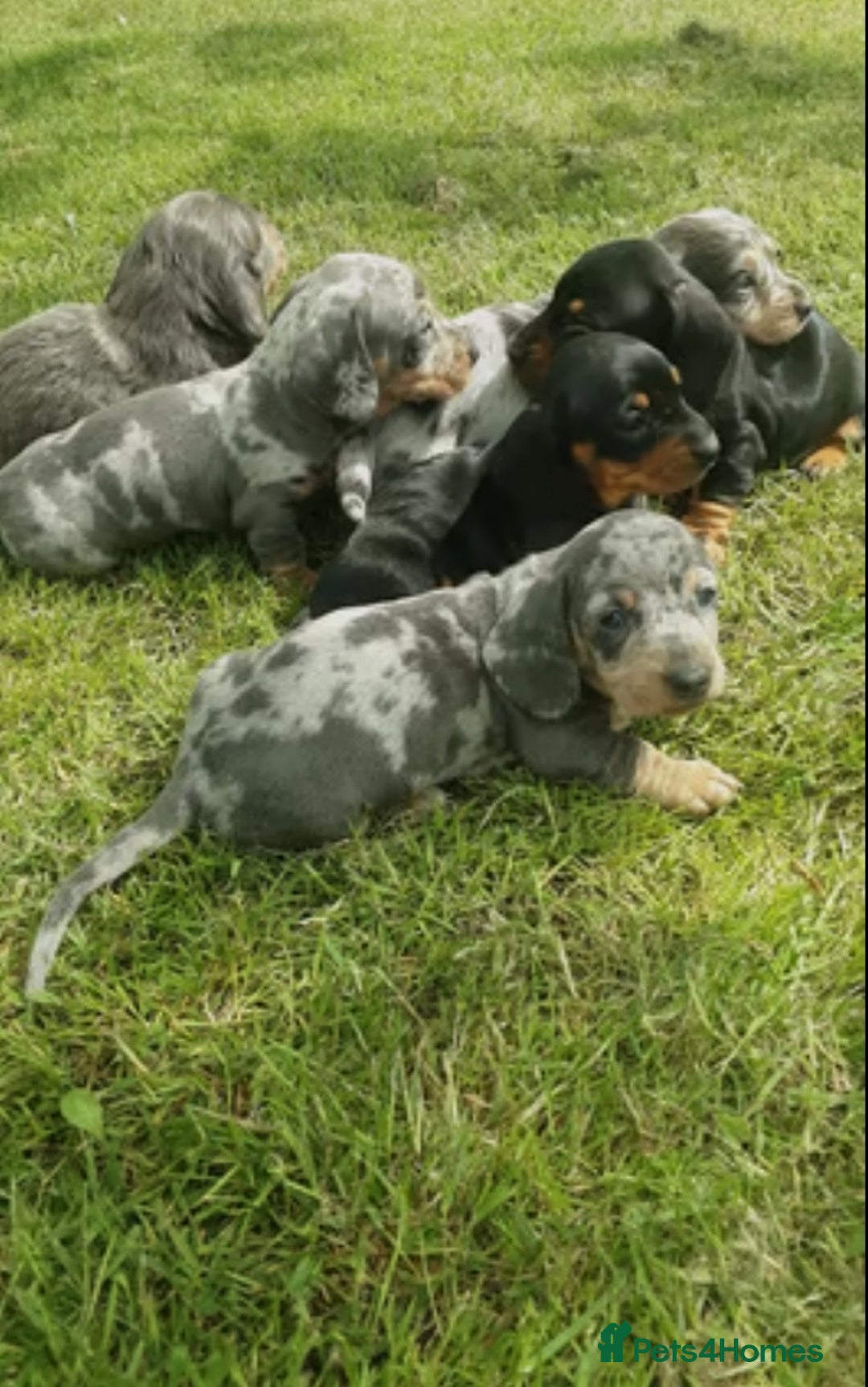Miniature Dachshund dogs for sale: Miniature Dachshund Puppies  - Image 3