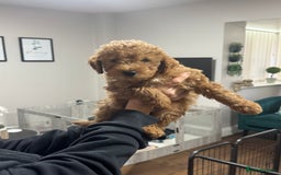 Maltipoo dogs for sale: 3 Gorgeous Maltipoo Puppies - Advert 9