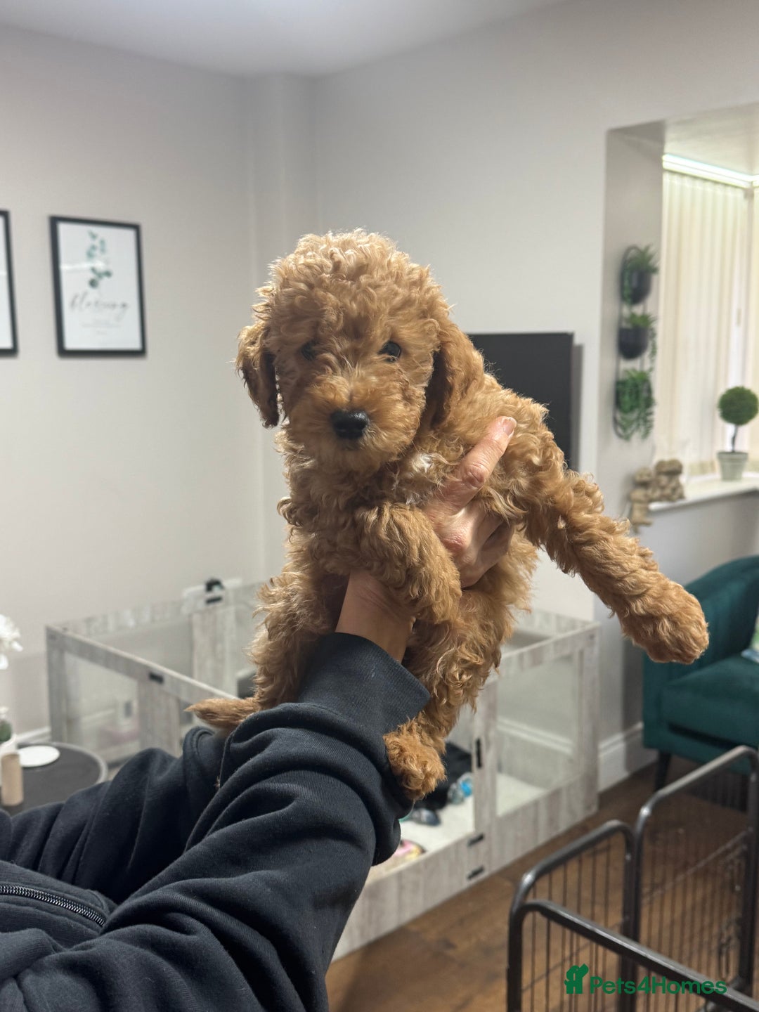 Maltipoo dogs for sale: 3 Gorgeous Maltipoo Puppies - Advert 9