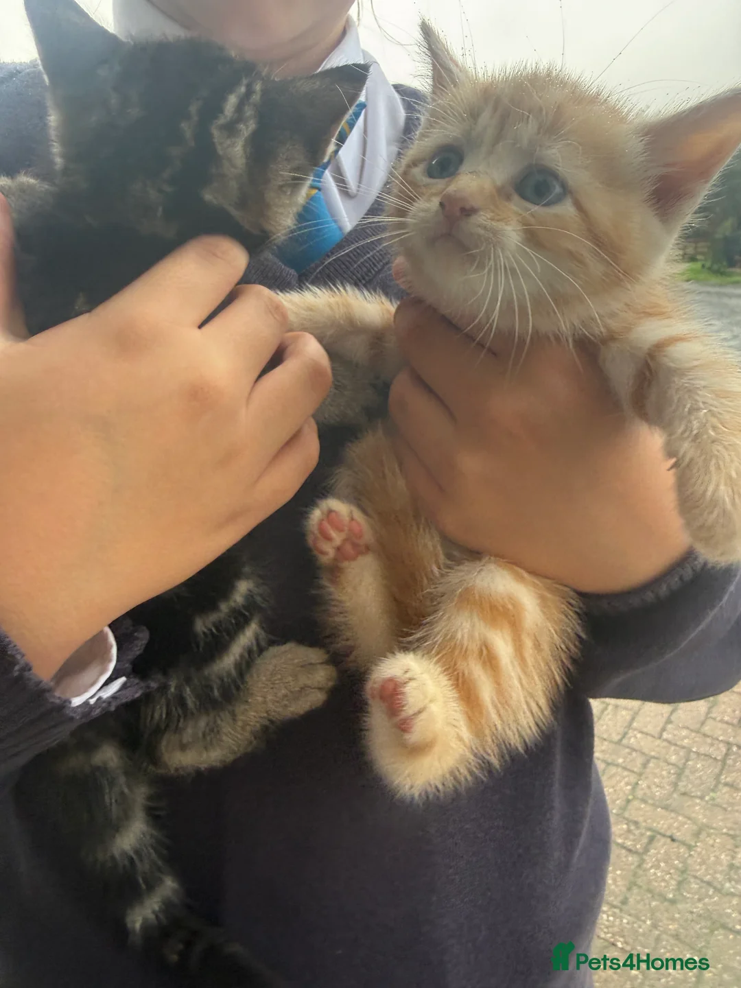 Mixed Breed cats for sale: 6 fluffy frendly kittens 2 rare female gingers  - Advert 14