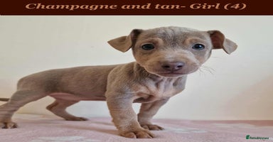 Jack Russell dogs - Advert 14