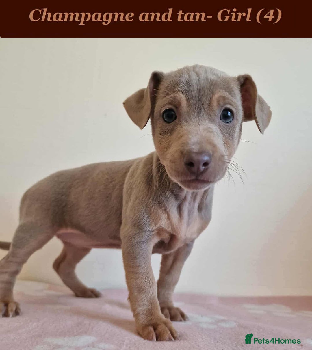 Jack Russell dogs for sale: Beautiful Muchwenlock Jack Russell puppies - Image 3