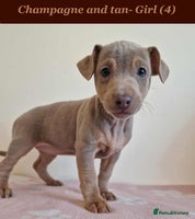 Jack Russell dogs - Advert 3