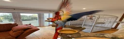 Macaws birds for sale: Scarlet Macaws  in Spalding - Advert 5