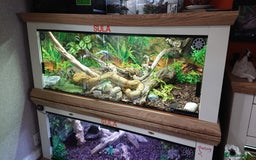 Boa Snake reptiles for sale: Hog Island boa and full double level custom set up - Image 9