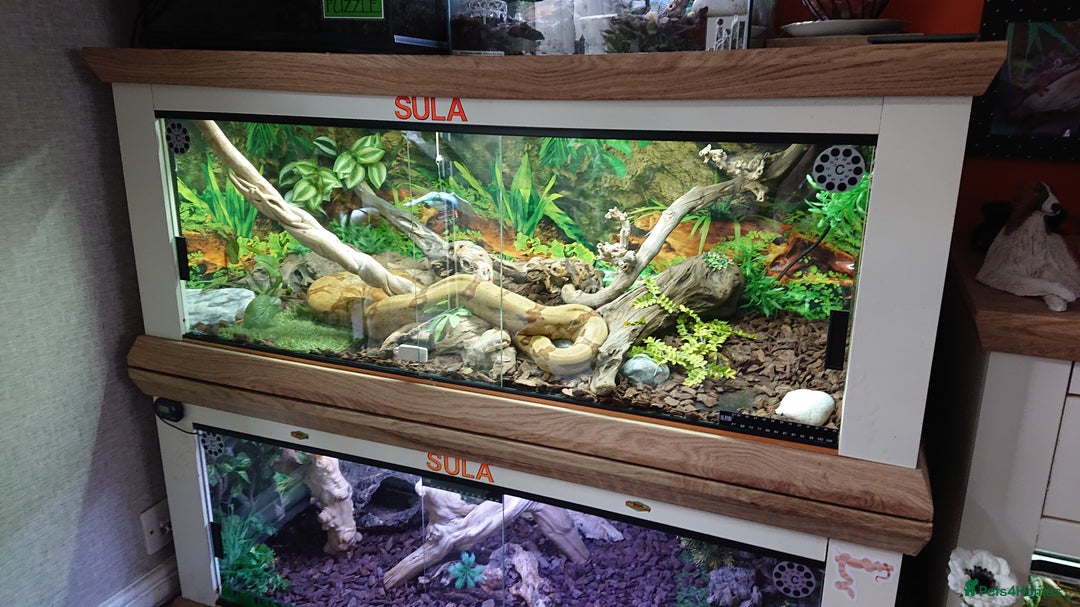 Boa Snake reptiles for sale: Hog Island boa and full double level custom set up - Image 9