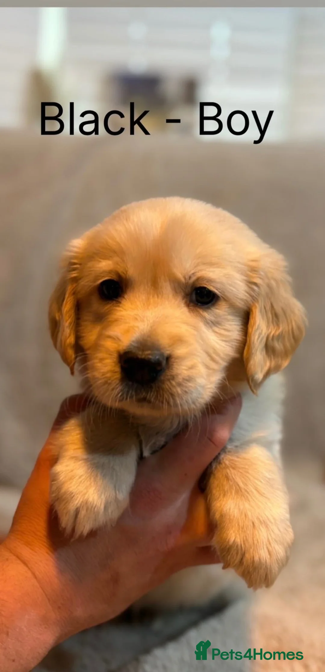 Golden Retriever dogs for sale: ⭐️ KC Registered Golden Retriever Puppies ⭐️ in Benfleet - Advert 2