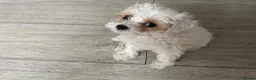 Maltipoo dogs for sale: Tiny maltipoo puppies  - Advert 5