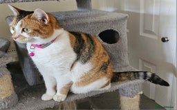 Domestic Shorthair cats for sale: Stunning Caliby cat - Super friendly - Image 4