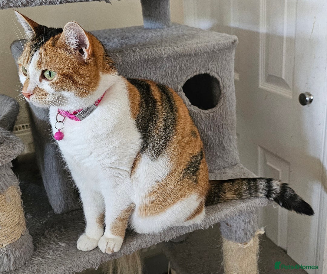 Domestic Shorthair cats for sale: Stunning Caliby cat - Super friendly - Image 4