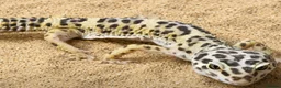 Leopard Gecko reptiles for sale: Leopard geckos in Tipton - Advert 4