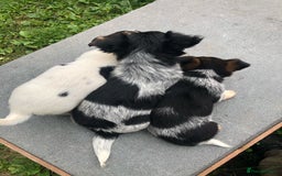 Jack Russell dogs for sale: Jack Russell puppies - Image 24