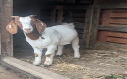 Goats livestock for sale: Boer Kids - Image 12