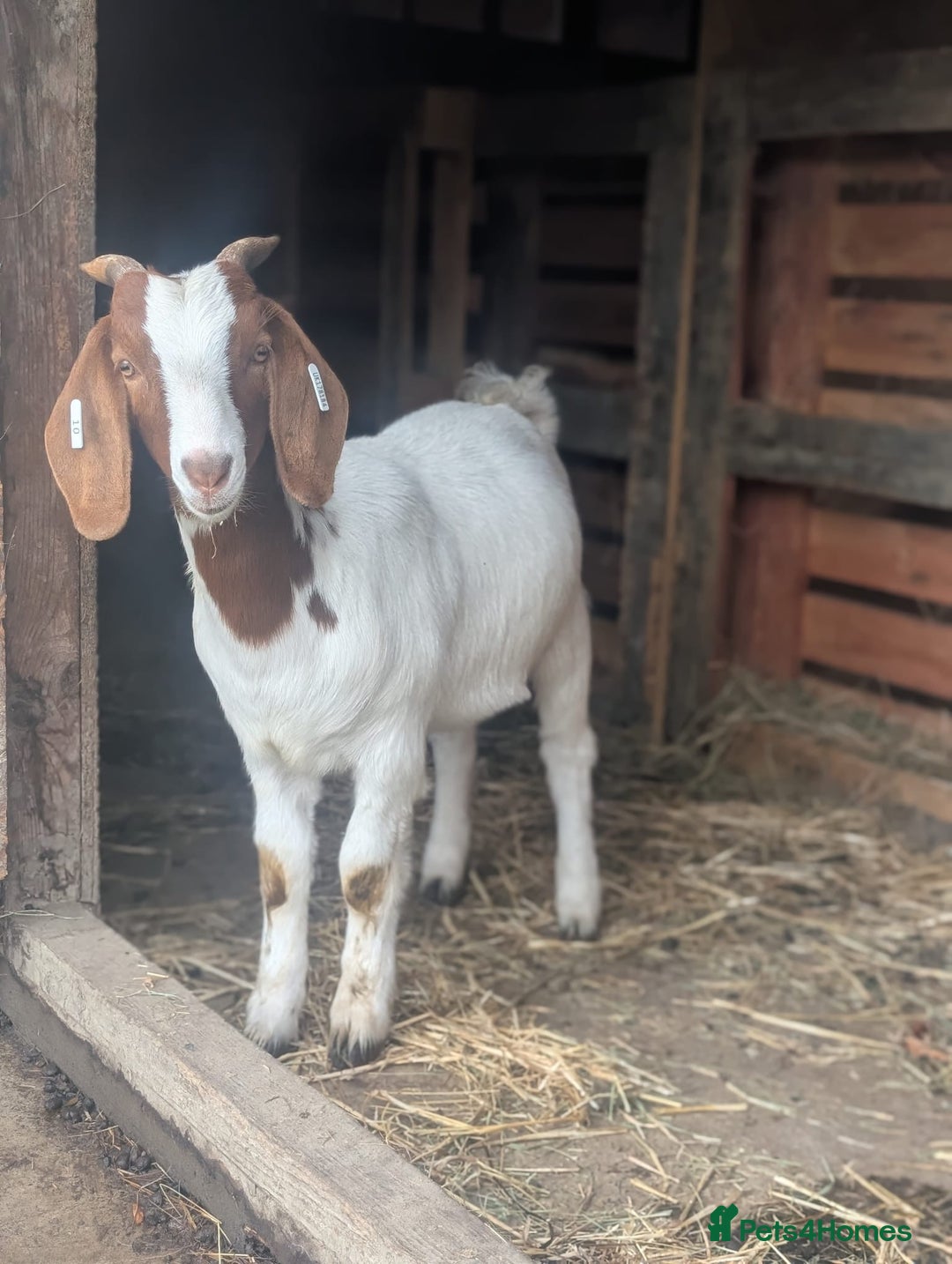 Goats livestock for sale: Boer Kids - Image 12