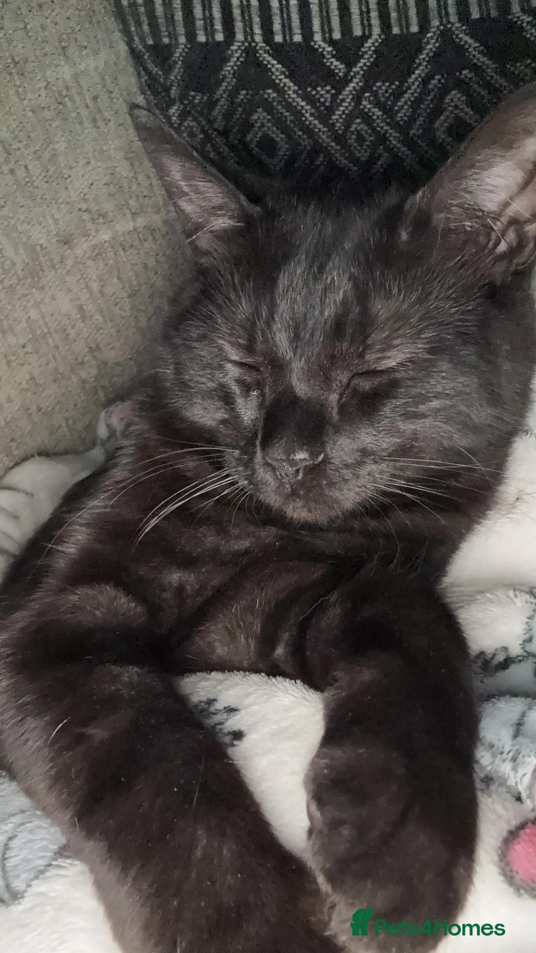 Mixed Breed cats for sale: Need to re home due to council  - Advert 2